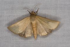 Heliocheilus moribunda