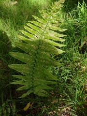Dryopteris wallichiana