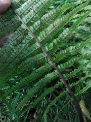 Dryopteris wallichiana