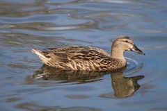 Anas platyrhynchos domesticus