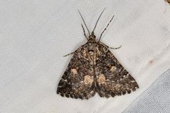 Lophothorax eremnopis