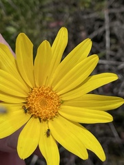 Micralictoides ruficaudus