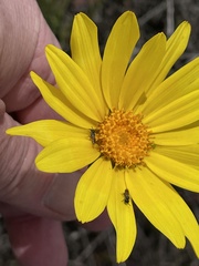 Micralictoides ruficaudus