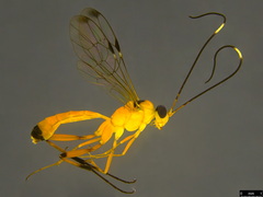 Leptobatopsis