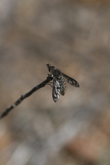 Conophorus fenestratus