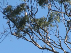 Cacatua sanguinea gymnopis
