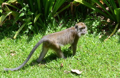 Macaca fascicularis