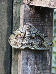 Brahmaea hearseyi