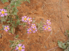 Manulea silenoides