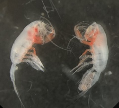 Paraeuchaeta elongata