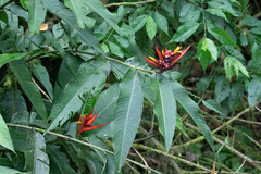 Heliconia mathiasiae