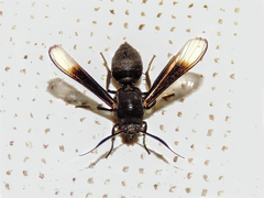 Myrmecopsis strigosa