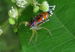 Cosmophasis valerieae