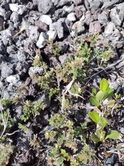 Stylosanthes viscosa