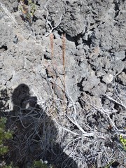 Schizachyrium condensatum