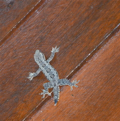 Hemidactylus platyurus