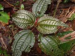 Bertolonieae