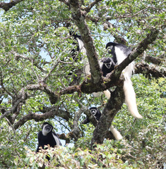 Colobus caudatus
