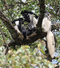 Colobus caudatus