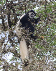 Colobus caudatus