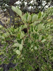 Wikstroemia phillyreifolia