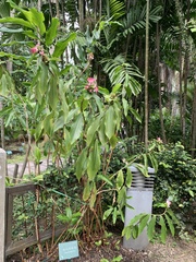 Costus phyllocephalus