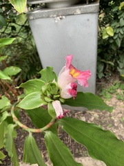 Costus phyllocephalus