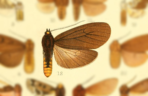 Pseudapistosia similis