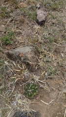 Echinofossulocactus phyllacanthus