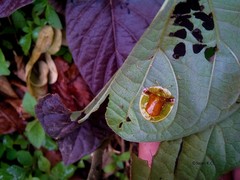 Aspidimorpha furcata