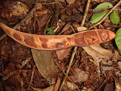 Pentaclethra macroloba