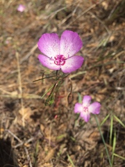 Clarkia cylindrica
