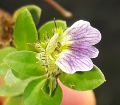 Blepharis integrifolia