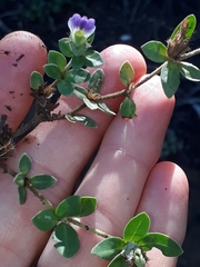 Blepharis integrifolia