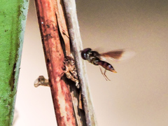 Ocyptamus antiphates