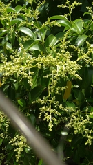 Ligustrum lucidum