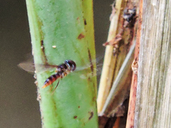 Ocyptamus antiphates