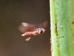 Ocyptamus antiphates