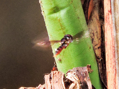 Ocyptamus antiphates