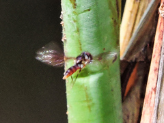 Ocyptamus antiphates