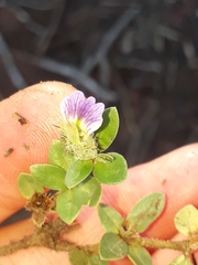 Blepharis integrifolia