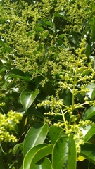 Ligustrum lucidum