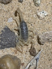 Smeringurinae