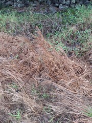 Schizachyrium condensatum