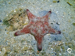 Goniodiscaster seriatus