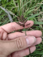 Paspalum paniculatum