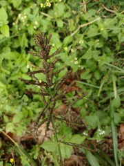 Paspalum paniculatum