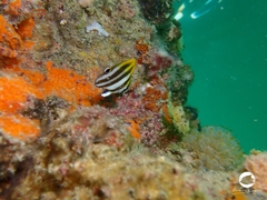 Parachaetodon ocellatus