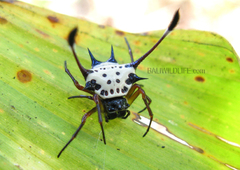 Gasteracantha clavigera