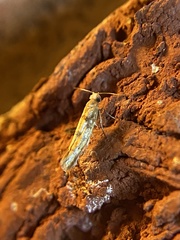 Argyresthia alternatella